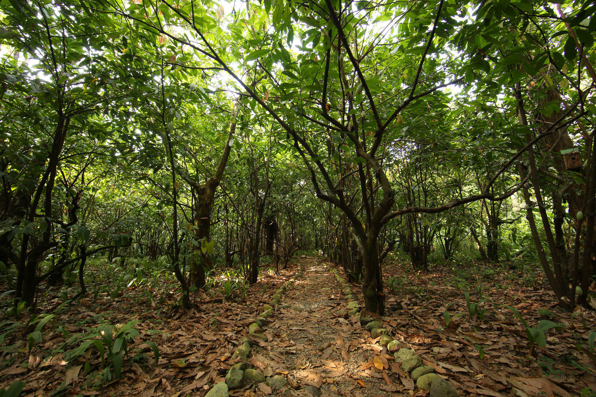 The Lodge & Spa At Pico Bonito El Pino สิ่งอำนวยความสะดวก รูปภาพ